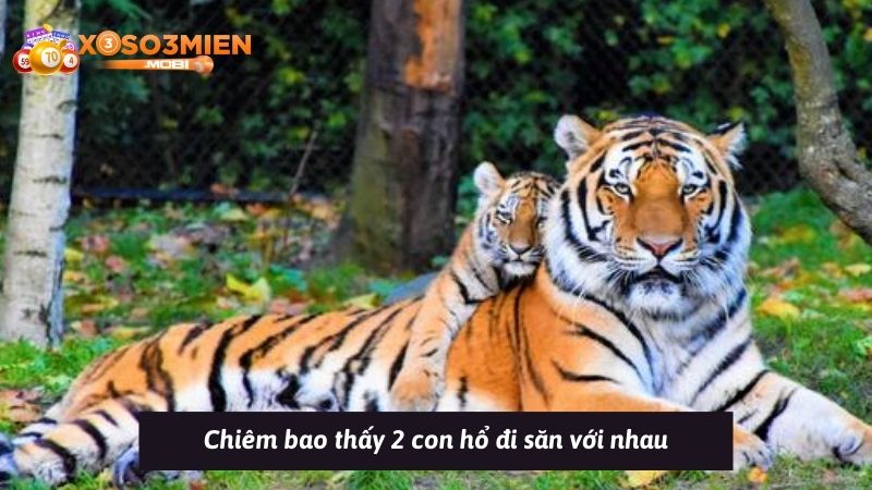 Chiêm bao thấy 2 con hổ đi săn với nhau