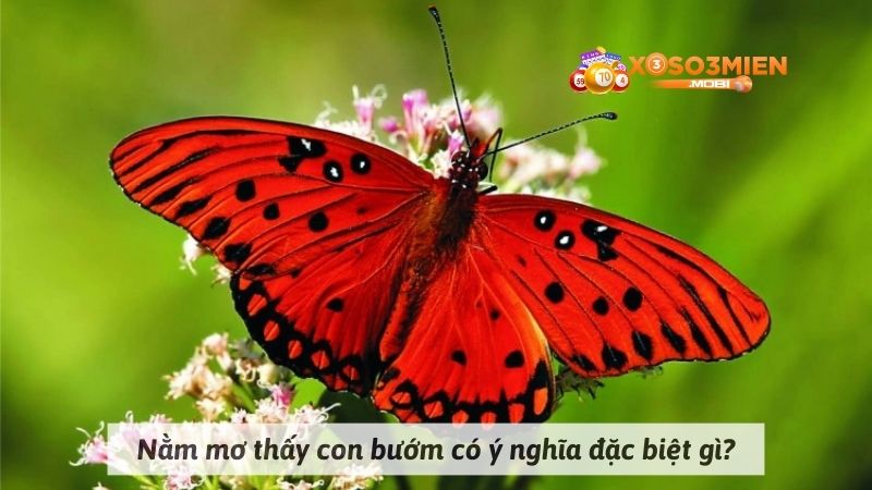 Nằm mơ thấy con bướm có ý nghĩa đặc biệt gì?