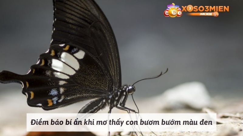 Điềm báo bí ẩn khi mơ thấy con bươm bướm màu đen