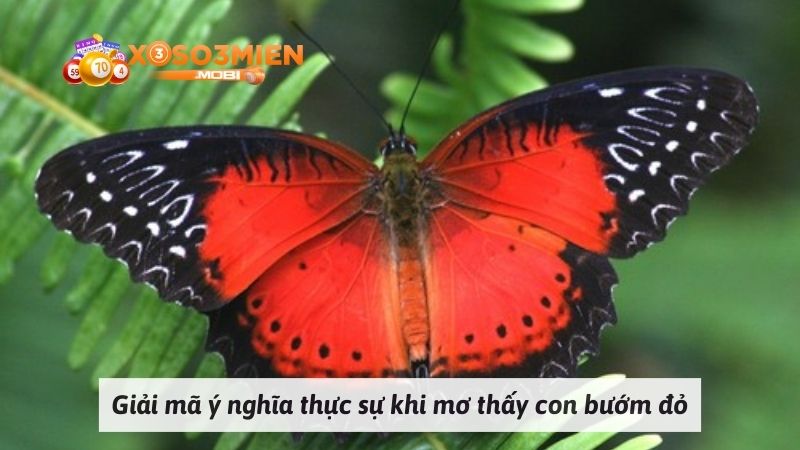 Giải mã ý nghĩa thực sự khi mơ thấy con bướm đỏ