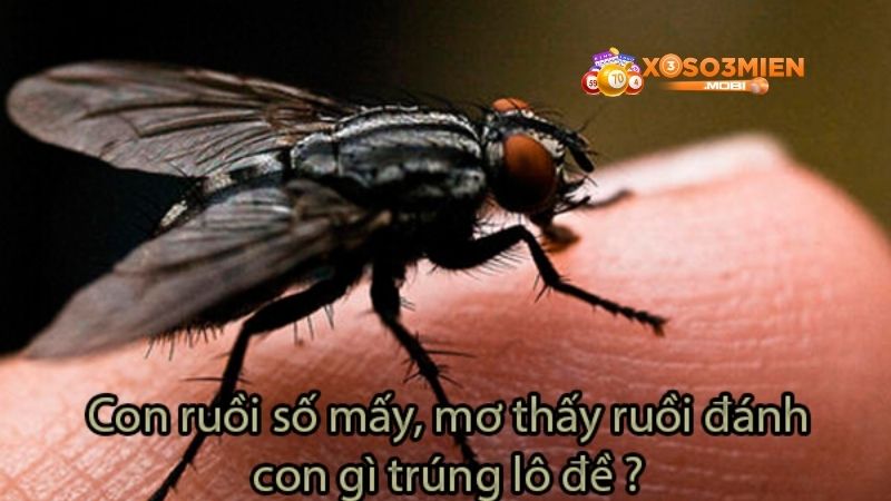 Giải mã nếu mơ về ruồi có ý nghĩa gì